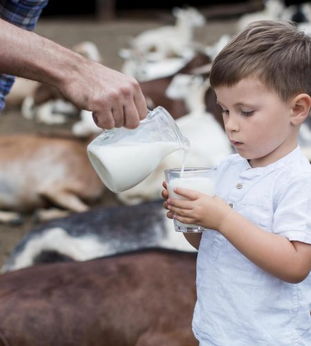 bebeğinize keçi sütü vermek
